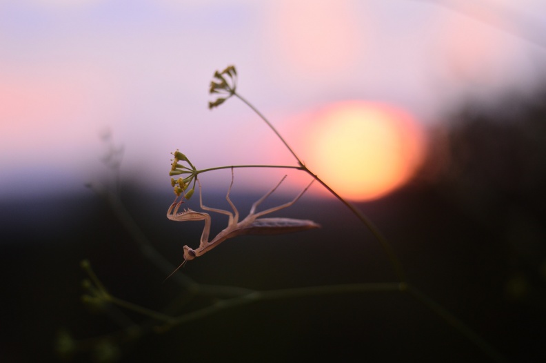 Praying Mantis - Mantis religiosa - Leela Channer.jpg